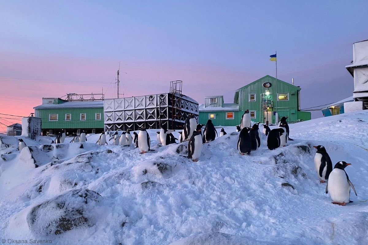 Pingvinai Ukrainos Akademiko Vernadskio stotyje  Antarktidoje. Ukrainos nacionalinės mokslų akademijos nuotr.