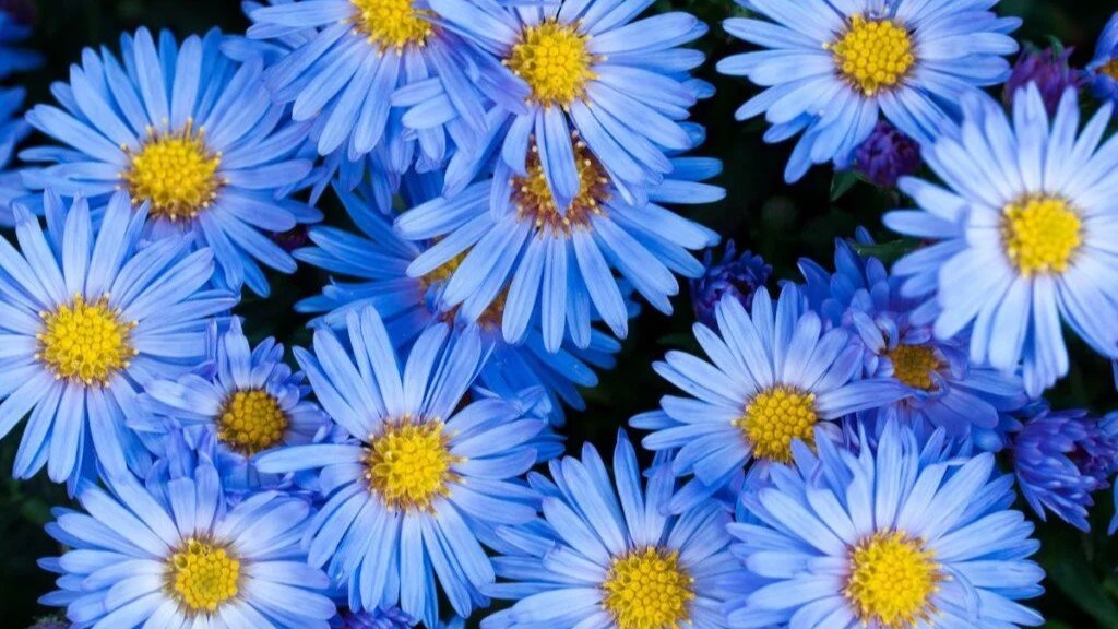 Sveikiname lapkritį gimtadienius švenčiančius skyriaus narius