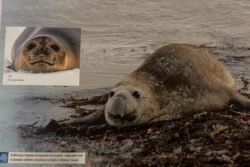 Diana Koržuk (Suspilne Ivano-Frankivsk) nuotr.