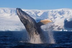 Ukrainos Nacionalinio Antarkties mokslo centro nuotr.