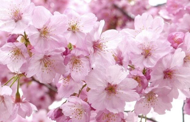 Sveikiname balandį gimtadienius švenčiančius skyriaus narius