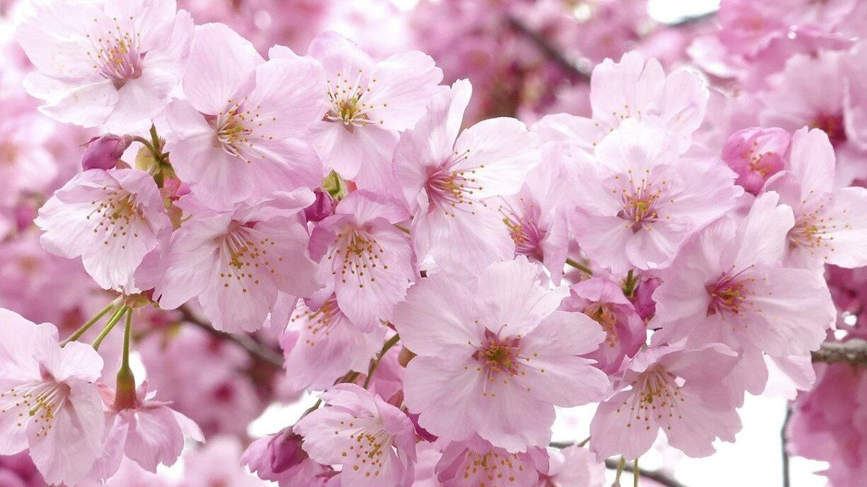 Sveikiname balandį gimtadienius švenčiančius skyriaus narius